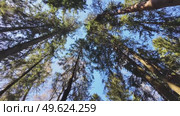 Treetops in a spring forest on a sunny day. Стоковое видео, видеограф Виктор Тихонов / Фотобанк Лори