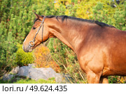 portrait of  bay sportive warmblood horse posing in  stable garden. Стоковое фото, агентство Ingram Publishing / Фотобанк Лори
