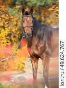 portrait of sportive warmblood horse posing in beautiful stable garden. fall season. Стоковое фото, агентство Ingram Publishing / Фотобанк Лори