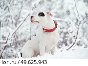 portrait of white staffordshire terrier posing at snowing forest. winter . Стоковое фото, агентство Ingram Publishing / Фотобанк Лори