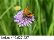 Бабочка Толстоголовка на цветке Короставника полевого. Field Scabious flower with small skipper butterfly close up. Стоковое фото, фотограф Photolart / Фотобанк Лори