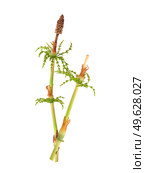 Strobilus called cones and fallen strobilus of young horsetail (Equisetum) sprig Isolated on white background, cutout ready high resolution image. Стоковое фото, фотограф Елена  Попкова / Фотобанк Лори