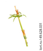 Fallen strobilus called cones of young horsetail (Equisetum) sprig Isolated on white background, cutout ready high resolution image. Стоковое фото, фотограф Елена  Попкова / Фотобанк Лори