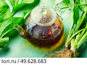 Healing plantain tea. Glass teapot with herbal plantain tea. Natural herbal medicine. Plantain in herbal medicine,homeopathic herbs. Стоковое фото, агентство Ingram Publishing / Фотобанк Лори