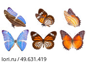Morpho adonis ice blue, black veined tiger and Red Lacewing butterfly isolated on white background. morpho adonis blue butterfly. Стоковое фото, агентство Ingram Publishing / Фотобанк Лори