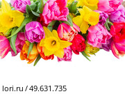 fresh pink, purple and red  tulips and daffodils flower border  isolated on white background. bouquet of   tulips and daffodils. Стоковое фото, агентство Ingram Publishing / Фотобанк Лори