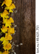 spring fresh  yellow daffodils with catkins border on wooden background. spring narcissus with catkins. Стоковое фото, агентство Ingram Publishing / Фотобанк Лори