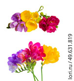 Set of yelow, pink and violet pink freesia flowers with buds twig isolated on white background. Fresh freesia flowers. Стоковое фото, агентство Ingram Publishing / Фотобанк Лори