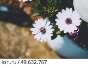 Little bee over a daisy. Стоковое фото, агентство Ingram Publishing / Фотобанк Лори