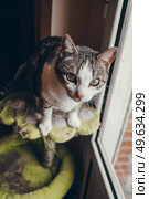 Beautiful and curious tabby cat. Стоковое фото, агентство Ingram Publishing / Фотобанк Лори