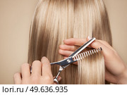 Hairdresser cuts long blonde hair with scissors. Hair salon, hairstylist. Care and beauty hair products. Dyed hair. Стоковое фото, агентство Ingram Publishing / Фотобанк Лори