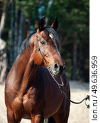 Beautiful Trakehner stallion posing near pine forest. Стоковое фото, агентство Ingram Publishing / Фотобанк Лори