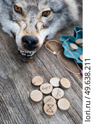 Handmade runes for fortunetelling with wolf head close up. Handmade runes for fortunetelling. Стоковое фото, агентство Ingram Publishing / Фотобанк Лори