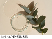 Glass petri dish with transparent pure serum for skin care on beige background, aboratory tests and research, making natural organic cosmetic, natural cosmetics concept with eucaliptus close up. Glass petri dish with transparent pure serum for skin care. Стоковое фото, агентство Ingram Publishing / Фотобанк Лори