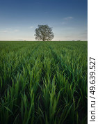 Solitary tree growing strong alone in the middle of a wheat field. Picturesque summer landscape. Beautiful scene with green grass meadow and a lonely tree under the blue sky. Стоковое фото, агентство Ingram Publishing / Фотобанк Лори