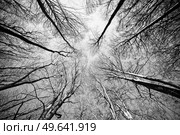 Treetops reaching for the sky in the autumn in monochrome tones. Стоковое фото, агентство Ingram Publishing / Фотобанк Лори