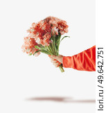 Woman hand holding bunch of orange flowers at white background. Front view. Стоковое фото, агентство Ingram Publishing / Фотобанк Лори