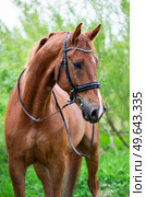 portrait of sportive chestnut horse around fresh green trees. Стоковое фото, агентство Ingram Publishing / Фотобанк Лори