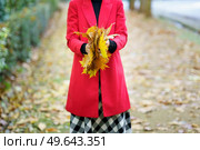 Crop unrecognizable female wearing red coat standing with dried yellow maple leaves on street in autumn day. Elegant woman with bunch of yellow leaves. Стоковое фото, агентство Ingram Publishing / Фотобанк Лори