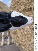 portrait of  cute   little calf   posing  near  hay. nursery on a farm. rural life. Стоковое фото, агентство Ingram Publishing / Фотобанк Лори