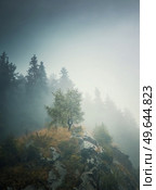Solitary tree on the top of a hill surrounded by dense mist and a fir forest on the background. Beautiful and moody autumnal scene in Carpathian mountains. Стоковое фото, агентство Ingram Publishing / Фотобанк Лори
