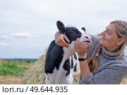 pretty black-white new born calf posing with farmer. close up . Стоковое фото, агентство Ingram Publishing / Фотобанк Лори
