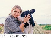 pretty black-white new born calf posing with farmer. close up . Стоковое фото, агентство Ingram Publishing / Фотобанк Лори