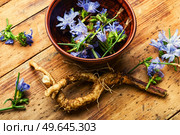 Chicory root and chicory flowers.Wild plant in alternative medicine.Cichorium intybus. Chicory in herbal medicine,homeopathic herbs. Стоковое фото, агентство Ingram Publishing / Фотобанк Лори