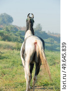  portrait of beautiful grey Marwari  young stallion  posing   at early morning . india. . Стоковое фото, агентство Ingram Publishing / Фотобанк Лори