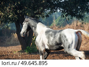 marwari grey piebald colt  running at freedom at morning.  India. Стоковое фото, агентство Ingram Publishing / Фотобанк Лори