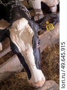  portrait of  cow feeding  at farm. dairy industry. Стоковое фото, агентство Ingram Publishing / Фотобанк Лори