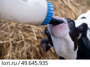 cute little calf   feeding from  bottle against  hay. nursery on a farm. close up. Стоковое фото, агентство Ingram Publishing / Фотобанк Лори