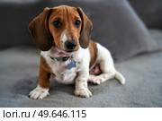 Photograph of a puppy miniature Piebald Dachshund dog sitting on sofa looking at camera. Стоковое фото, агентство Ingram Publishing / Фотобанк Лори