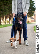 Doberman Pinscher and Miniature Dachshund puppy dogs standing with owner while out on a walk                               . Стоковое фото, агентство Ingram Publishing / Фотобанк Лори