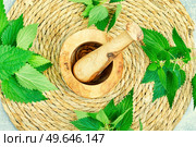 Fresh nettle bunch and wooden rustic mortar on light background. Herbal medicine, healing. Fresh nettle leaves,herbal medicine and homeopathy. Стоковое фото, агентство Ingram Publishing / Фотобанк Лори