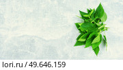 Fresh nettle bunch on light background. Herbal medicine, healing. Flat lay with copy space,space for text. Fresh nettle leaves,herbal medicine and homeopathy. Стоковое фото, агентство Ingram Publishing / Фотобанк Лори