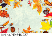 Fallen autumn leaves, herbarium. Colorful autumn leaves. Copy space. Herbarium of autumn leaves. Стоковое фото, агентство Ingram Publishing / Фотобанк Лори