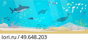 Underwater landscape with sea creatures. Large predatory marine mammals, killer whale and narwhal in ocean. Fish and marine life swimming in salty sea water. Whales and fishes, aquatic world. Underwater landscape with sea creatures. Predatory marine mammals, killer whale and narwhal in ocean. Стоковая иллюстрация, агентство Ingram Publishing / Фотобанк Лори