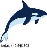 Large predatory marine mammal, black and white whale. Big fish, animal living in ocean. Killer whale isolated on white background. Grampus, wild animal, dangerous ocean mammal vector illustration. Large predatory black and white killer whale. Grampus, wild animal, dangerous ocean mammal. Стоковая иллюстрация, агентство Ingram Publishing / Фотобанк Лори