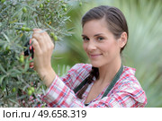 beautiful woman pruning olive tree. Стоковое фото, агентство Ingram Publishing / Фотобанк Лори