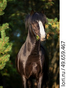 portrait of  wonderful black welsh pony against pine trees. Стоковое фото, агентство Ingram Publishing / Фотобанк Лори