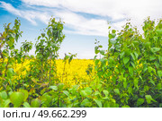 Rapeseed field hidden behind green bushes under a blue sky in the summer. Стоковое фото, агентство Ingram Publishing / Фотобанк Лори