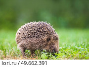 Hedgehog looking for food on a green lawn with clovers in the autumn. Стоковое фото, агентство Ingram Publishing / Фотобанк Лори