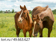chestnut  brood mare posing in meadow with her foal.  sunny summer day. Стоковое фото, агентство Ingram Publishing / Фотобанк Лори
