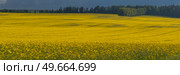 yellow rapeseed fields bloom in spring. Belarus. Стоковое фото, агентство Ingram Publishing / Фотобанк Лори