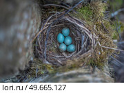 nest with blue eggs of a bird Thrush. wildlife. Стоковое фото, агентство Ingram Publishing / Фотобанк Лори