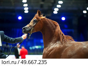 portrait of beautiful red purebred arabian stallion running  at cover manege at competition. . Стоковое фото, агентство Ingram Publishing / Фотобанк Лори