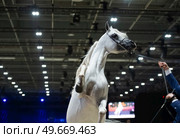 portrait of beautiful grey purebred arabian horse rearing at competition at  cover manege . . Стоковое фото, агентство Ingram Publishing / Фотобанк Лори