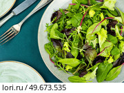 Fresh healthy green salad mix with salad lettuce, chicory, arugula. Green food.. Fresh salad with mixed greens. Стоковое фото, агентство Ingram Publishing / Фотобанк Лори