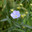 Цветок синего льна. Blue flax flowers close up. Стоковое фото, фотограф Photolart / Фотобанк Лори